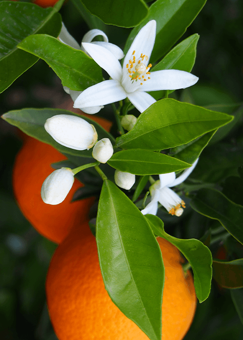 Oranjebloesem | Vloeibare Zeep 100% Biologische Extra Vergine Olijfolie | 500ml - Afbeelding 2