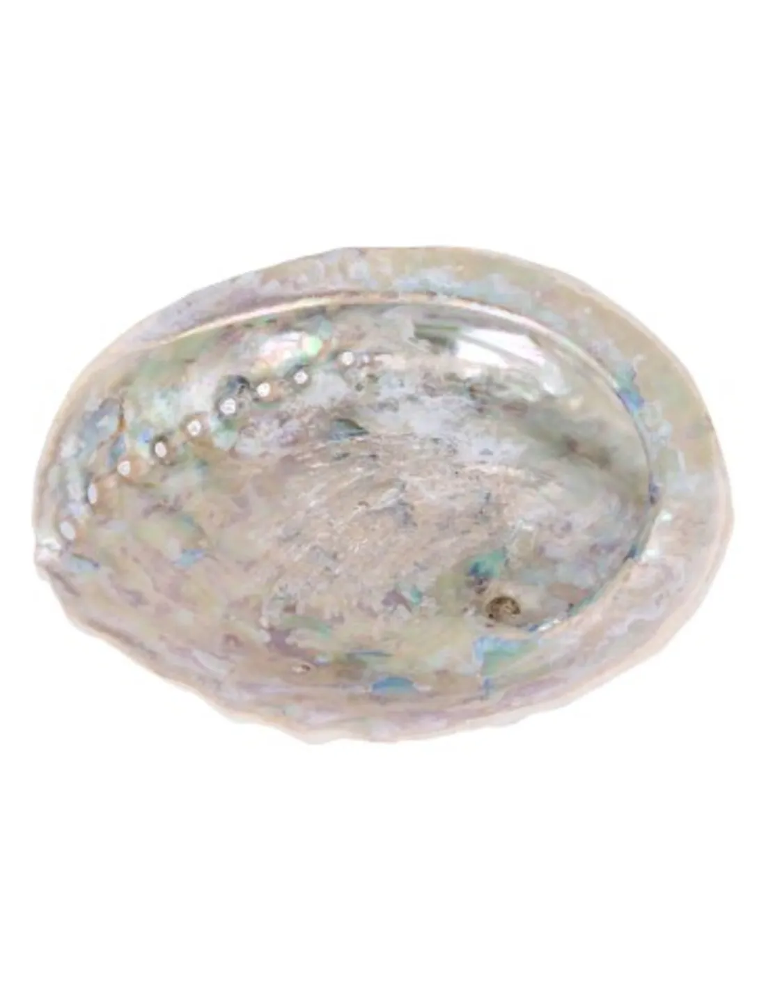 Abalone Smudge Schelp | 12–14 cm - Afbeelding 2
