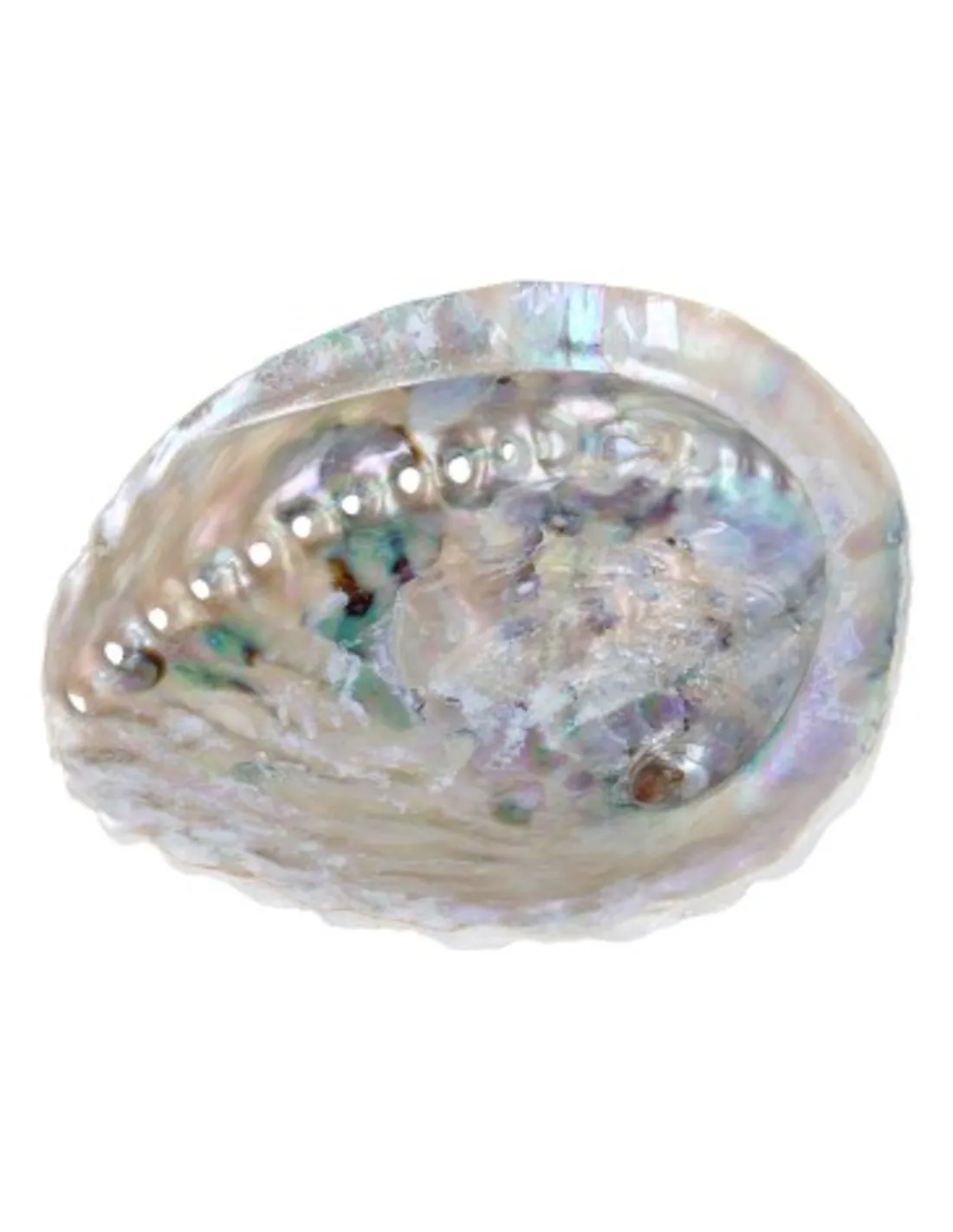 Abalone Smudge Schelp | 12–14 cm